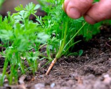 Розсада моркви, зображення з вільних джерел