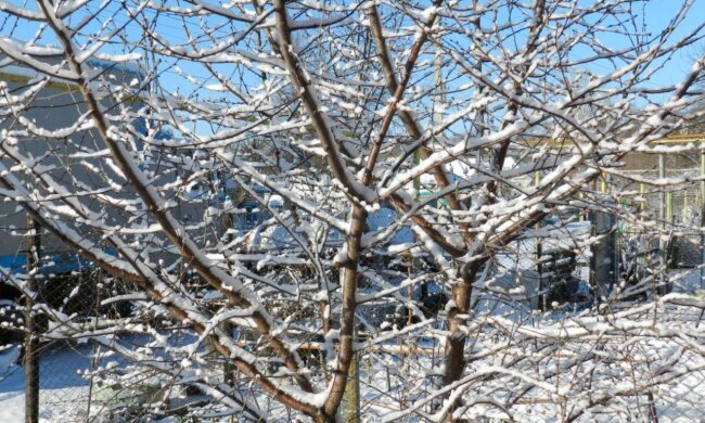 Сад взимку, дерева, зображення з вільних джерел