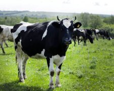 Украинцам, у которых есть пчелы и коровы, выдадут госпомощь