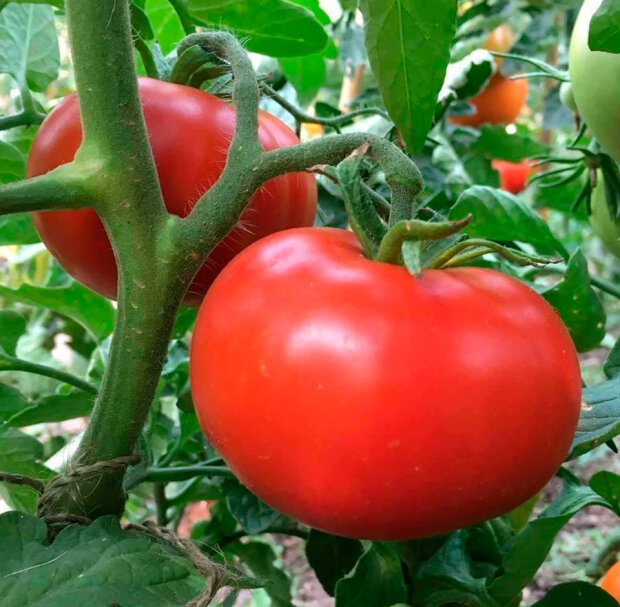 С одного куста можно будет собрать 10 кг помидоров: как приготовить правильную подкормку