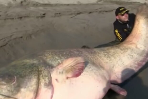 Очень большая рыба: скрин с видео