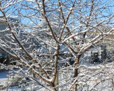 Сад взимку, дерева, зображення з вільних джерел