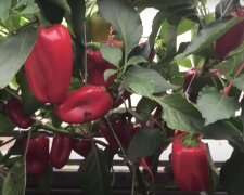 Урожай перца