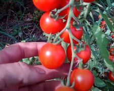 Ваші помідори не встигнуть дозріти і пропадуть: заберіть ці рослини з грядок по сусідству