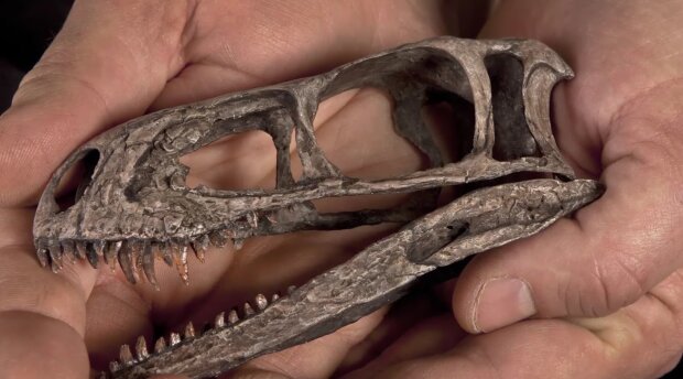 Археологи нашли останки неизвестного динозавра, жившего 100 млн лет назад и был вдвое выше двухэтажный автобус