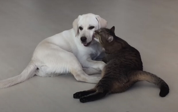 Коты и собаки. Фото: скриншот YouTube-видео.