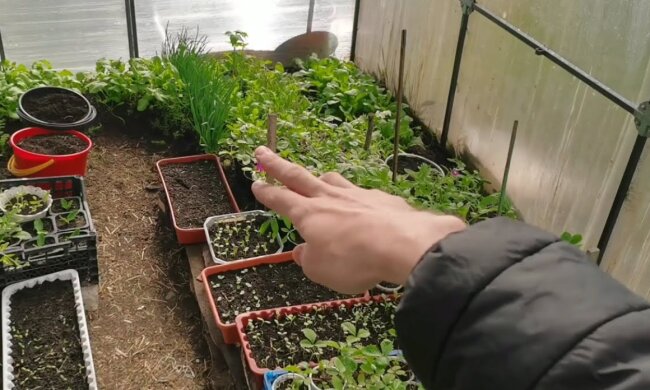 Несподіваний секрет городників: що садити у грудні, щоб зібрати багатий урожай раніше за всіх