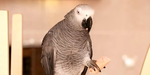 Папуга. Фото: YouTube