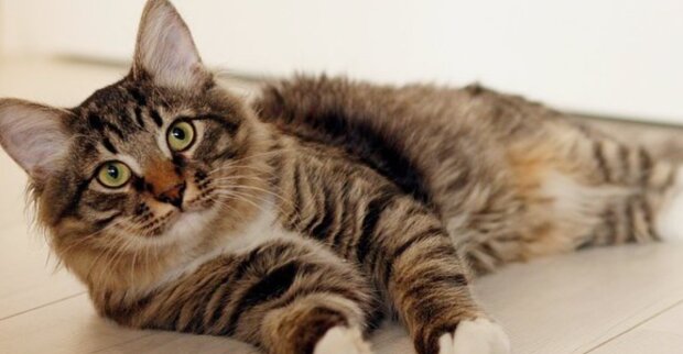 "У цьому пузі моя людина": мережу розчулив кіт, який оберігав вагітну господиню
