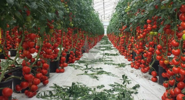 Это нужно успеть сделать осенью: чем подкормить почву для помидоров в теплицы, чтобы они выросли размером с кулак