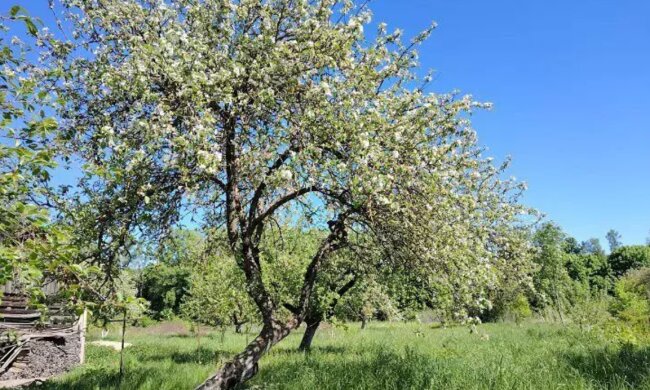 Яблоня, деревья, сад, кадр из видео
