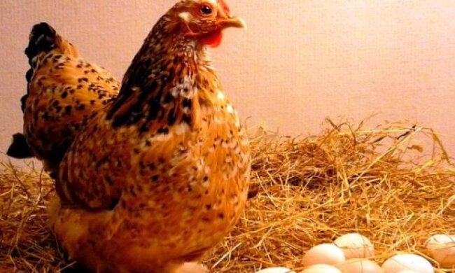 Домашнее производство: как заставить кур активнее нести яйца