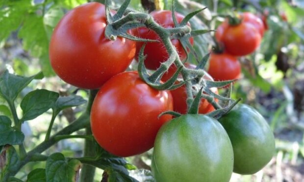 Віращивание помидоров, фото: youtube.com