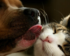 Кот и пес, фото: скриншот
