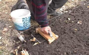 Головки з кулак – це не казка: яке добриво потрібно внести під час посадки озимого часнику 3 Посадка часнику восени, фото: youtube.com
