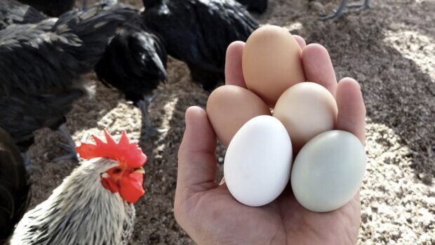 Навіть у селі про це не всі знають: що треба робити, якщо кури почали їсти свої ж яйця