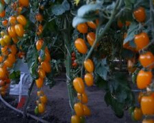 Тепличні томати, фото: youtube.com