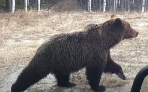 Медведь. Фото: скриншот YouTube-видео