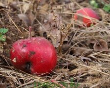 Багато хто робить цю помилку щороку: що потрібно робити, якщо на початок грудня на деревах залишилися яблука