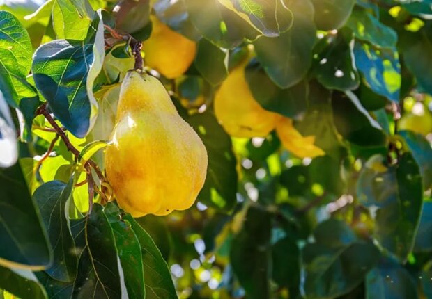 Ветки будут ломиться от плодов: чем нужно подкормить грушу и яблоню ранней весной