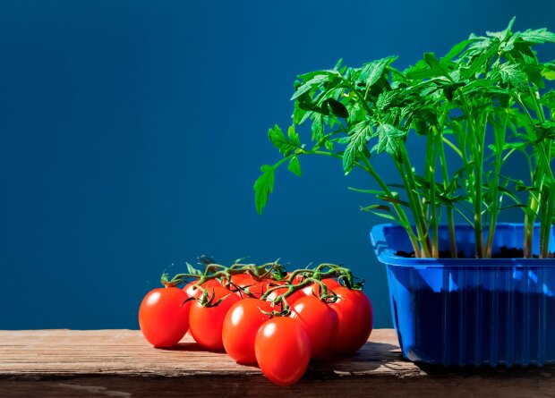 Всего лишь 22 дня: как быстро вырастить рассаду помидоров при помощи простого секрета