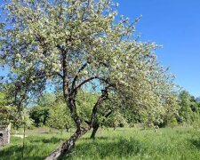 Яблуня, дерева, сад, кадр з відео