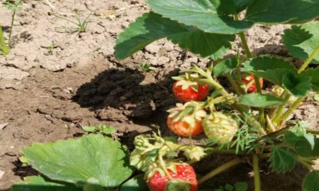 Полуниця, зображення з вільних джерел