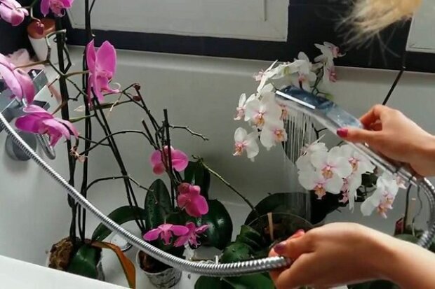 Орхідея віддячить вам великими та розкішними квітами: ось так її потрібно поливати