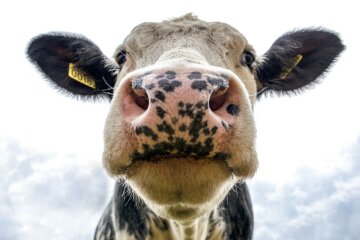 Корова, фото: скриншот You Tube