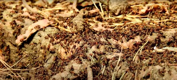 О муравейниках и муравьях на огороде вы забудете навсегда: три хитрости, о которых многие не знали