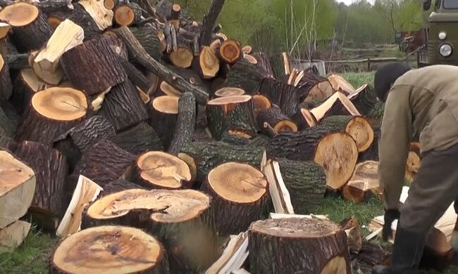 Дрова для печі, фото: youtube.com