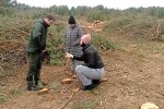 незаконная вырубка деревьев