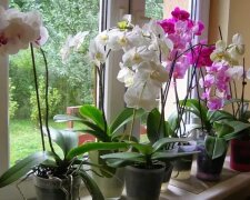 Орхидея будет цвести без остановки: что нужно делать с цветком каждые 10 дней