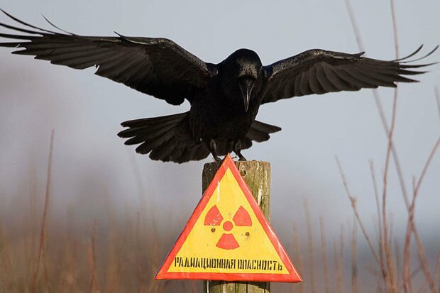 Заповедник в Чернобыле