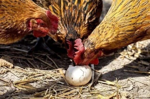 Ви будете здивовані, але це працює: що потрібно зробити, щоб кури не клювали свої ж яйця