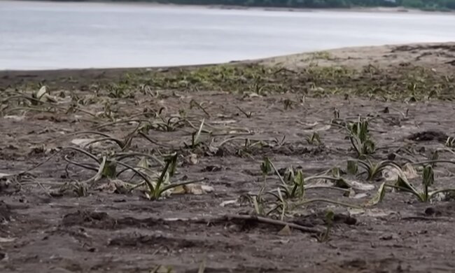 У Держекоінспекції розповіли про серйозні збитки для екології: йдеться про трильйони