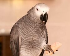Папуга. Фото: YouTube