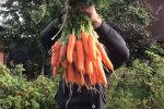 Урожай моркови: скрин с видео