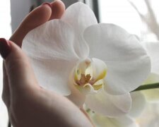 Цветы будут большими и пышными: несколько секретов по уходу за орхидеями. Многие этого не знали