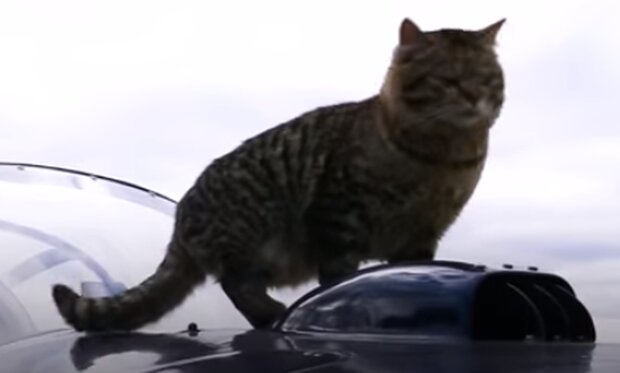 Кот. Фото: скриншот Youtube-видео