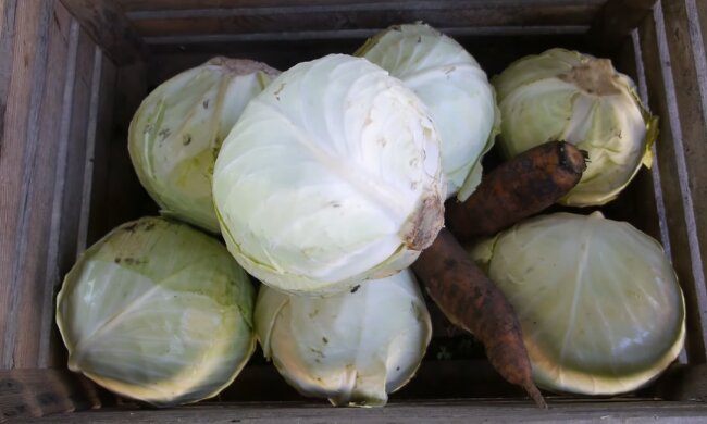 Капуста. Фото: YouTube