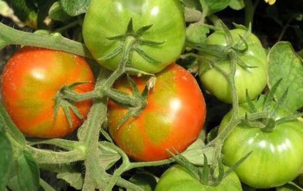 Несозревшие помидоры, фото: youtube.com