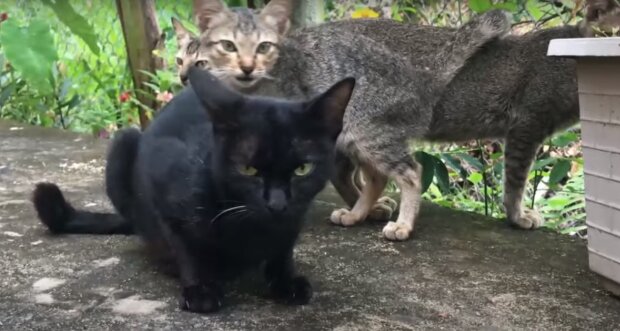 Коты: скрин с видео
