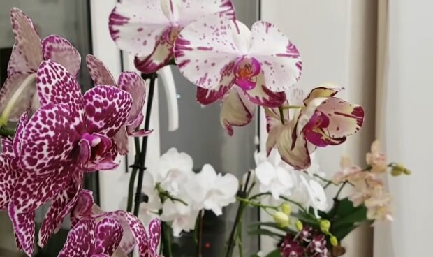 Орхідея. Фото: скріншот YouTube-відео