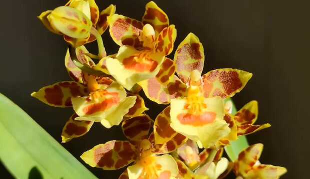 Орхідея. Фото: YouTube