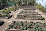 Огород, изображение из свободных источников