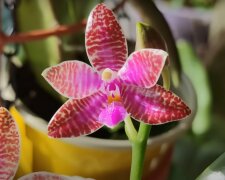 Орхидея: скрин с видео