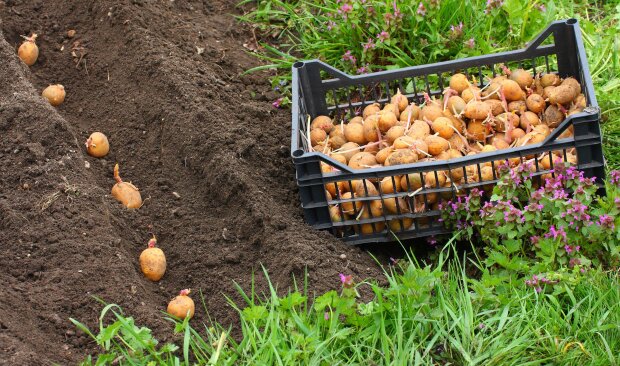 Урожай картоплі та помідорів вас просто здивує: що треба розкидати по городу замість гною
