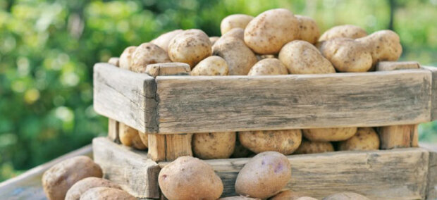 Хранение картошки, фото: youtube.com