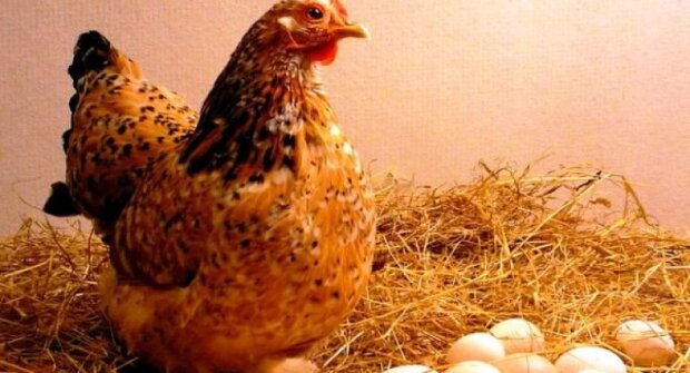 Домашнее производство: как заставить кур активнее нести яйца